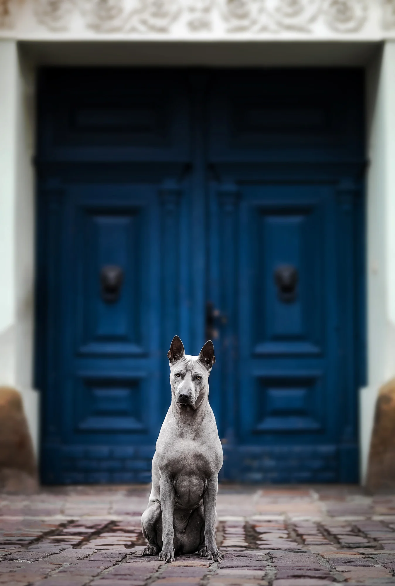 bluebardog